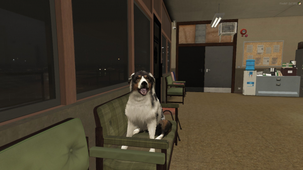 Dog at the station